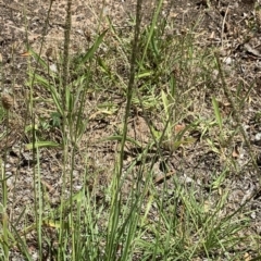 Sporobolus africanus (Parramatta Grass, Rat's Tail Grass) at Reid, ACT - 9 Jan 2021 by JanetRussell