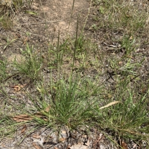 Sporobolus africanus at Reid, ACT - 9 Jan 2021