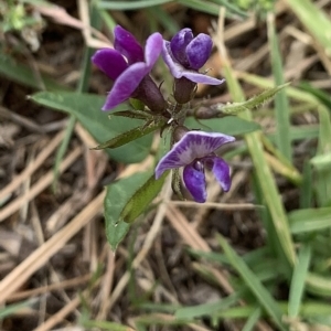 Glycine sp. at Reid, ACT - 8 Jan 2021 12:03 PM