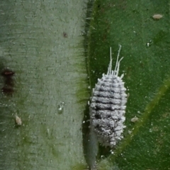 Pseudococcidae sp. (family) (A mealybug) at Reid, ACT - 8 Mar 2021 by JanetRussell