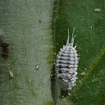 Pseudococcidae sp. (family) (A mealybug) at Reid, ACT - 8 Mar 2021 by JanetRussell