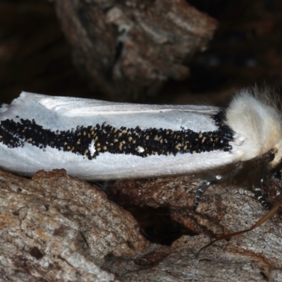Oenosandra boisduvalii (Boisduval's Autumn Moth) at Majura, ACT - 25 Mar 2021 by jb2602