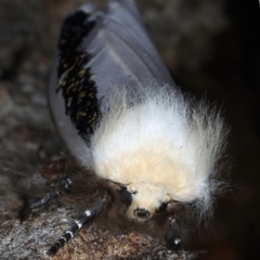 Oenosandra boisduvalii (Boisduval's Autumn Moth) at Mount Ainslie - 25 Mar 2021 by jb2602