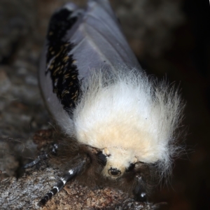 Oenosandra boisduvalii at Majura, ACT - 25 Mar 2021 05:11 PM