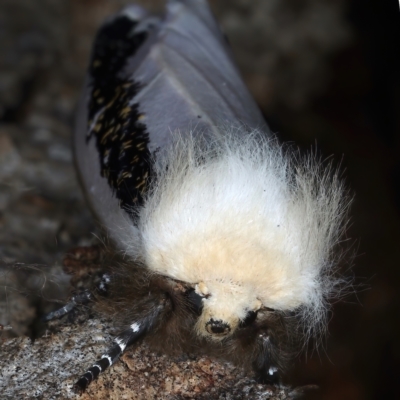 Oenosandra boisduvalii (Boisduval's Autumn Moth) at Mount Ainslie - 25 Mar 2021 by jb2602