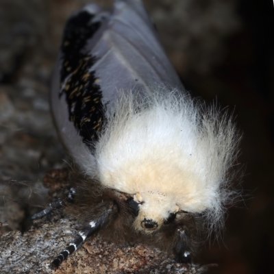 Oenosandra boisduvalii (Boisduval's Autumn Moth) at Majura, ACT - 25 Mar 2021 by jbromilow50