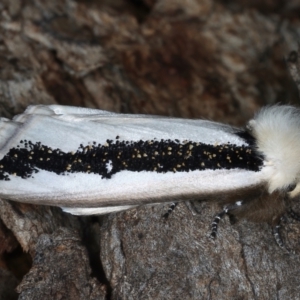 Oenosandra boisduvalii at Majura, ACT - 25 Mar 2021 05:11 PM