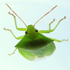 Cuspicona simplex (Green potato bug) at Crooked Corner, NSW - 13 Feb 2021 by Milly