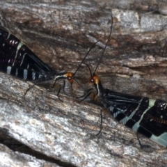 Porismus strigatus (Pied Lacewing) at Mount Ainslie - 25 Mar 2021 by jb2602