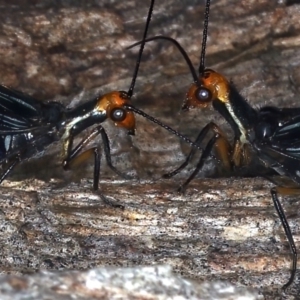 Porismus strigatus at Majura, ACT - 25 Mar 2021