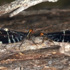 Porismus strigatus at Majura, ACT - 25 Mar 2021 05:27 PM