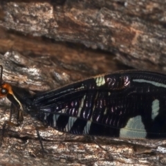 Porismus strigatus (Pied Lacewing) at Majura, ACT - 25 Mar 2021 by jbromilow50