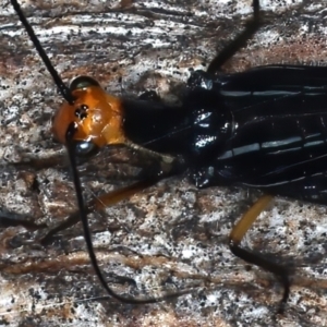 Porismus strigatus at Majura, ACT - 25 Mar 2021