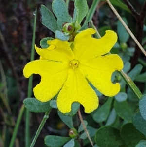 Hibbertia obtusifolia at Cook, ACT - 26 Mar 2021