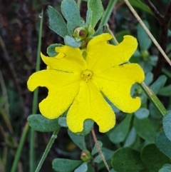 Hibbertia obtusifolia (Grey Guinea-flower) at Cook, ACT - 25 Mar 2021 by drakes
