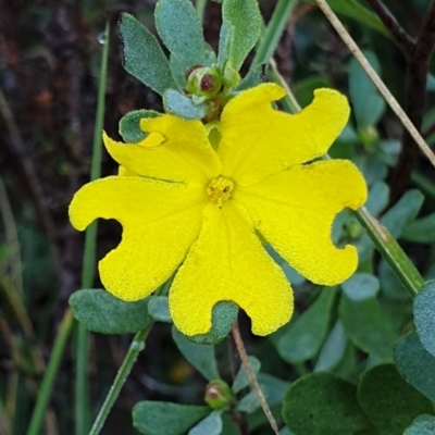 Hibbertia obtusifolia (Grey Guinea-flower) at Cook, ACT - 25 Mar 2021 by drakes
