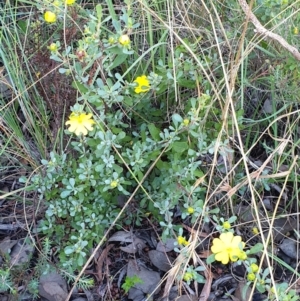 Hibbertia obtusifolia at Cook, ACT - 26 Mar 2021