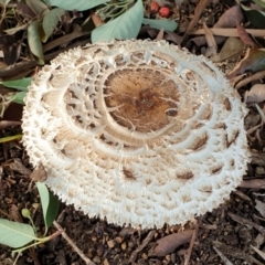 Chlorophyllum sp. at Cook, ACT - 25 Feb 2021 by drakes