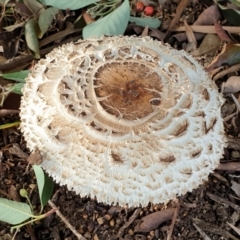 Chlorophyllum sp. at Cook, ACT - 24 Feb 2021 by drakes