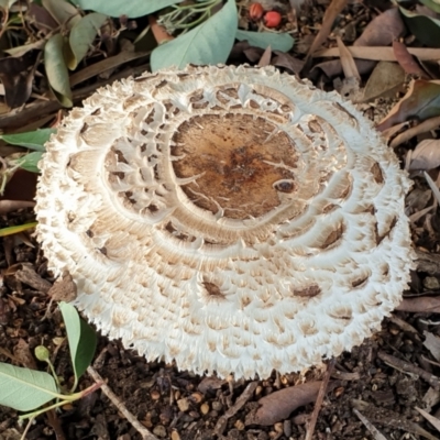 Chlorophyllum sp. at Cook, ACT - 24 Feb 2021 by drakes