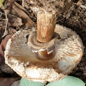 Chlorophyllum sp. at Cook, ACT - 25 Feb 2021