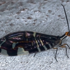 Porismus strigatus (Pied Lacewing) at Ainslie, ACT - 25 Mar 2021 by jb2602