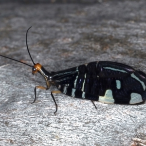 Porismus strigatus at Ainslie, ACT - 25 Mar 2021 06:20 PM