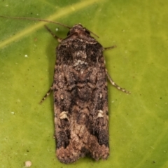 Proteuxoa (genus) (A Noctuid moth) at Melba, ACT - 20 Mar 2021 by kasiaaus