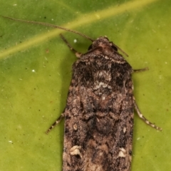 Proteuxoa (genus) at Melba, ACT - 20 Mar 2021