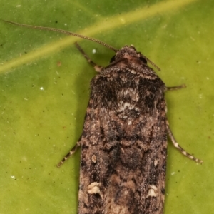 Proteuxoa (genus) at Melba, ACT - 20 Mar 2021 09:26 PM