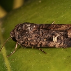 Proteuxoa (genus) at Melba, ACT - 20 Mar 2021