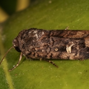 Proteuxoa (genus) at Melba, ACT - 20 Mar 2021 09:26 PM