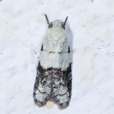 Tracholena sulfurosa (A tortrix moth) at Melba, ACT - 21 Mar 2021 by kasiaaus