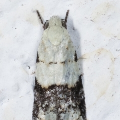 Tracholena sulfurosa at Melba, ACT - 21 Mar 2021 11:16 PM