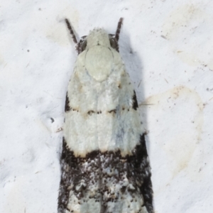 Tracholena sulfurosa at Melba, ACT - 21 Mar 2021 11:16 PM