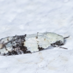 Tracholena sulfurosa at Melba, ACT - 21 Mar 2021 11:16 PM