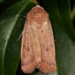 Proteuxoa porphyrescens (A Noctuid moth) at Melba, ACT - 21 Mar 2021 by kasiaaus