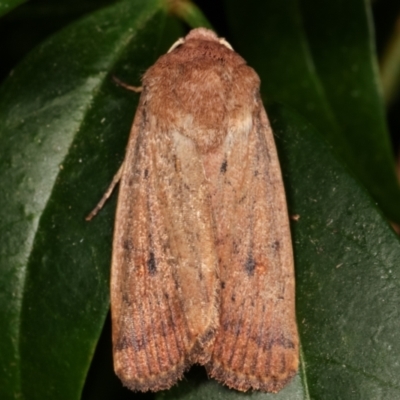 Proteuxoa porphyrescens (A Noctuid moth) at Melba, ACT - 21 Mar 2021 by kasiaaus