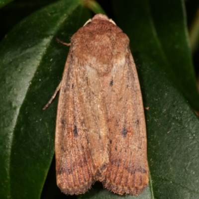 Proteuxoa porphyrescens (Red Noctuid) at Melba, ACT - 21 Mar 2021 by kasiaaus