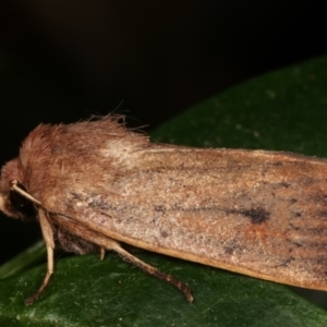 Proteuxoa porphyrescens at Melba, ACT - 21 Mar 2021