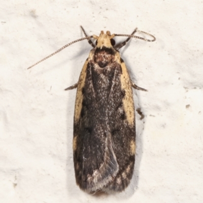 Hoplostega ochroma (a Eulechria Group moth) at Melba, ACT - 21 Mar 2021 by kasiaaus