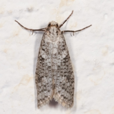Lepidoscia (genus) ADULT at Melba, ACT - 21 Mar 2021 by kasiaaus