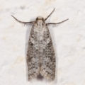 Lepidoscia (genus) at Melba, ACT - 21 Mar 2021
