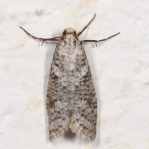 Lepidoscia (genus) ADULT at Melba, ACT - 22 Mar 2021