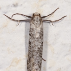 Lepidoscia (genus) ADULT at Melba, ACT - 22 Mar 2021