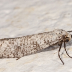 Lepidoscia (genus) ADULT at Melba, ACT - 22 Mar 2021