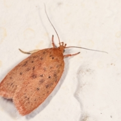 Garrha leucerythra (A concealer moth) at Melba, ACT - 22 Mar 2021 by kasiaaus