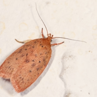 Garrha leucerythra (A concealer moth) at Melba, ACT - 22 Mar 2021 by kasiaaus