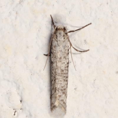 Lepidoscia (genus) ADULT (A Case moth) at Melba, ACT - 21 Mar 2021 by kasiaaus