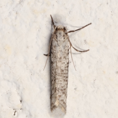 Lepidoscia (genus) ADULT (A Case moth) at Melba, ACT - 22 Mar 2021 by kasiaaus